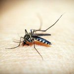 Nyamuk: Bukan Sekadar Pembawa Penyakit
